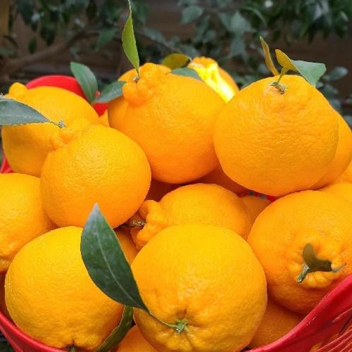 [황금원]강력추천!!진한 단맛이일품인 프리미엄 한라봉 상세