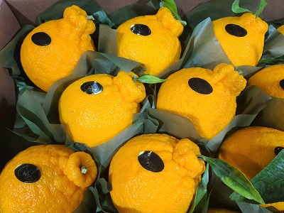 [황금원]강력추천!!진한 단맛이일품인 프리미엄 한라봉 상세