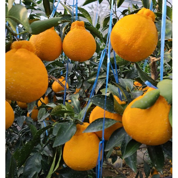 [황금원]강력추천!!진한 단맛이일품인 프리미엄 한라봉 상세