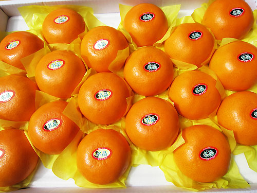 [최남단농장]가뫼물 천혜향 선물용 가정용 실속형 상세