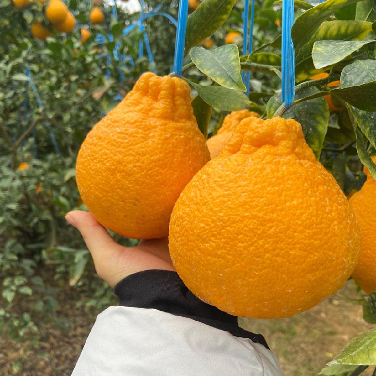 [올바른]고당도 한라봉(12~15brix)