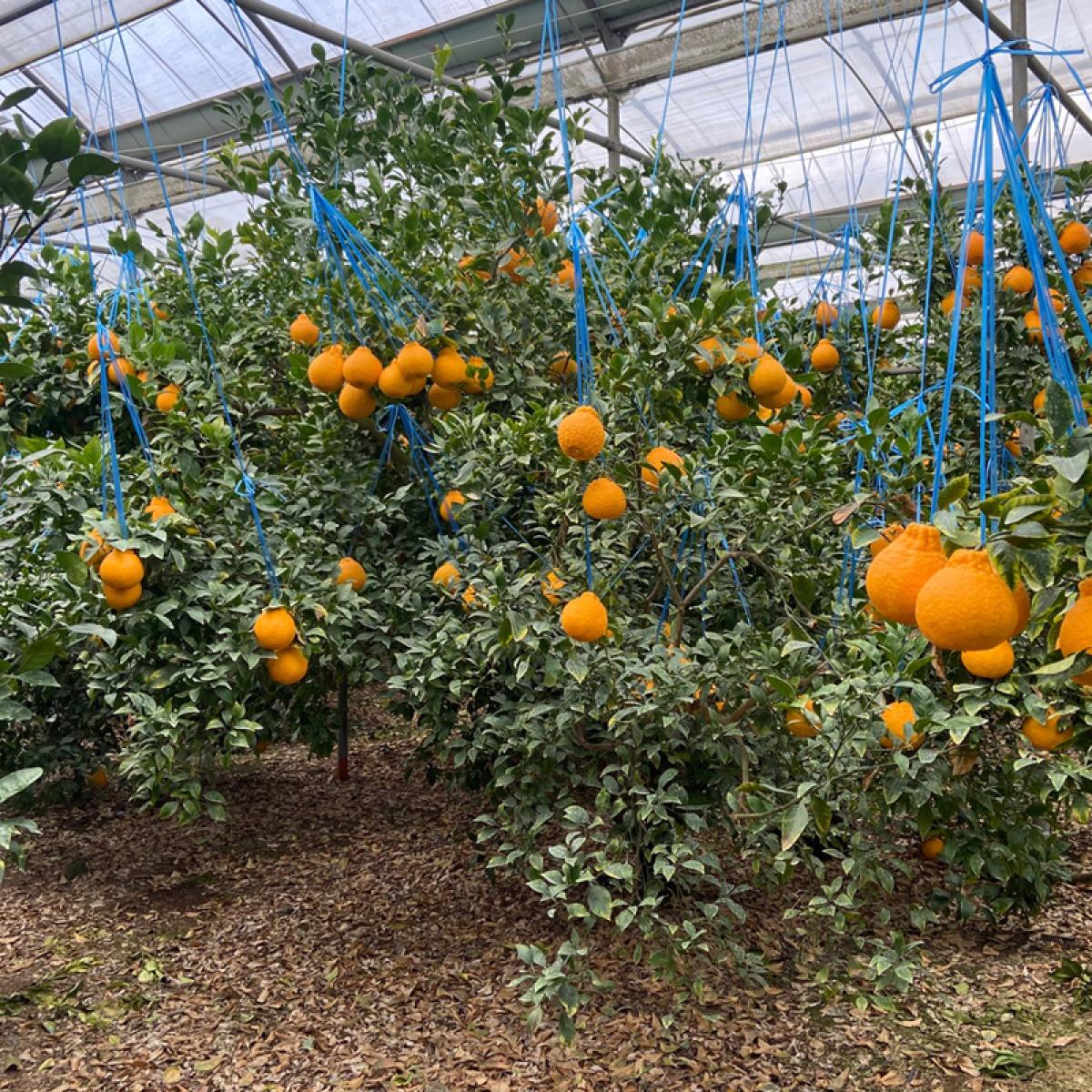 [올바른]고당도 한라봉(12~15brix)