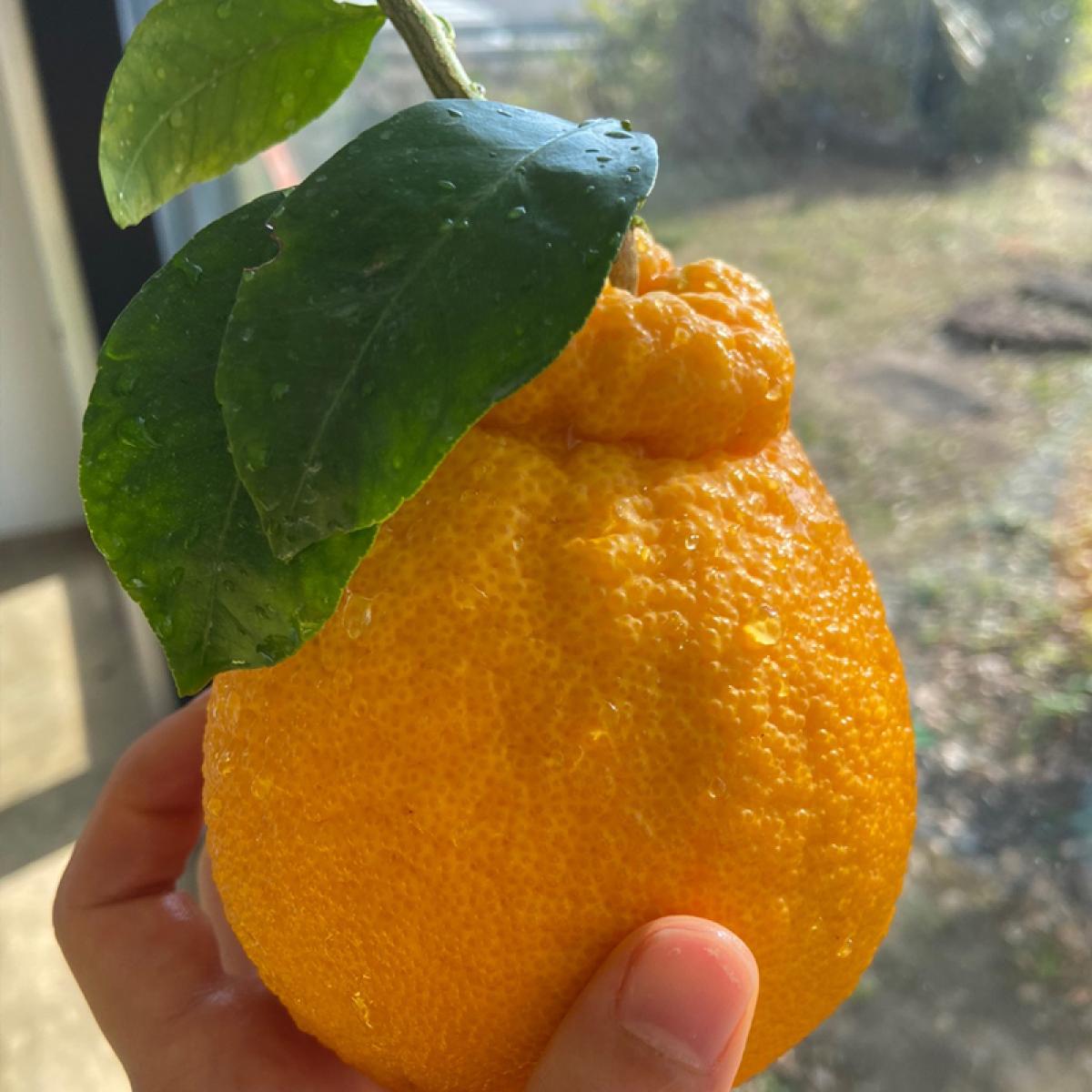 [올바른]고당도 한라봉(12~15brix)