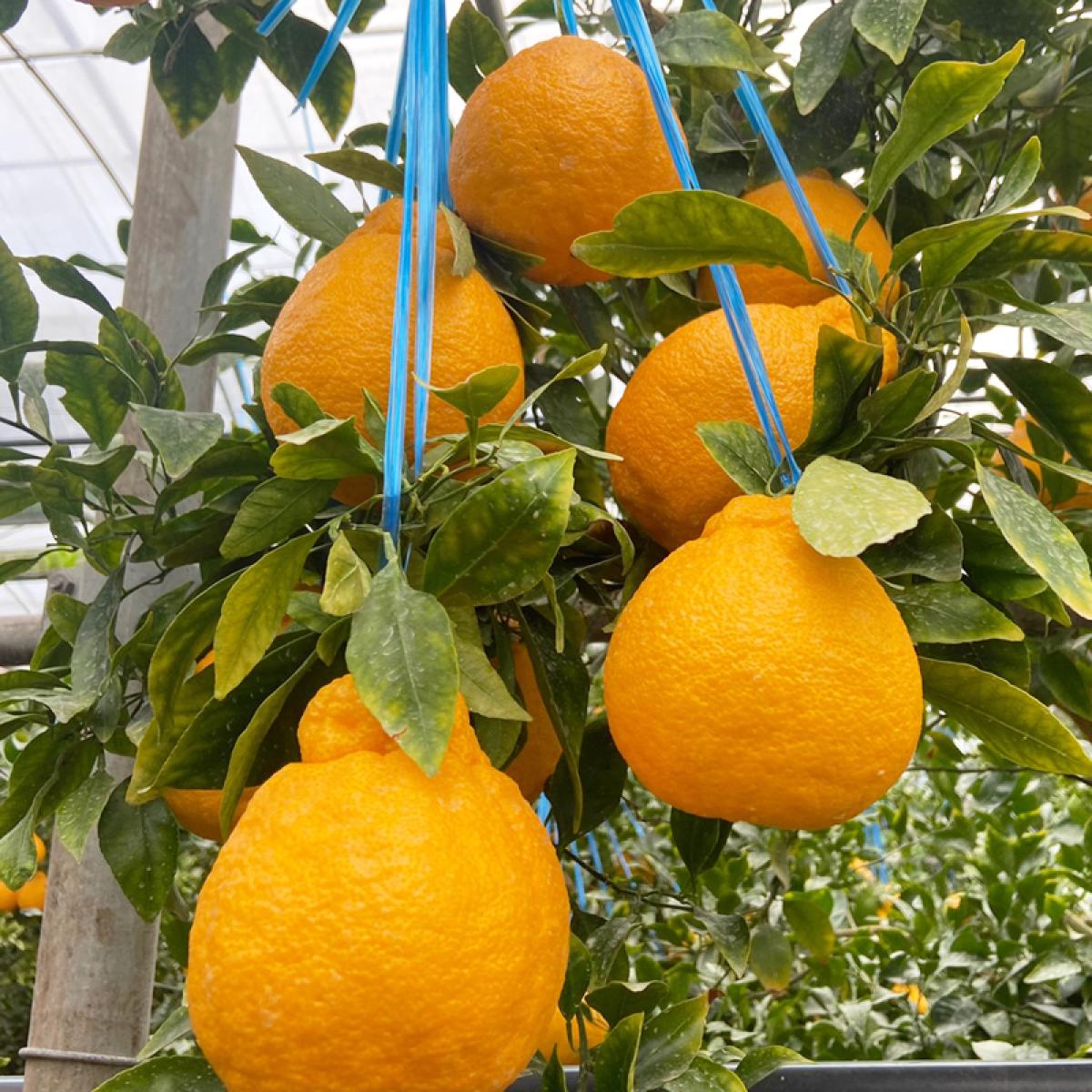 [올바른]고당도 한라봉(12~15brix)