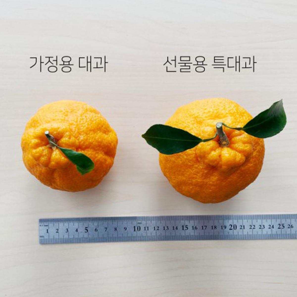 [올바른]고당도 한라봉(12~15brix)