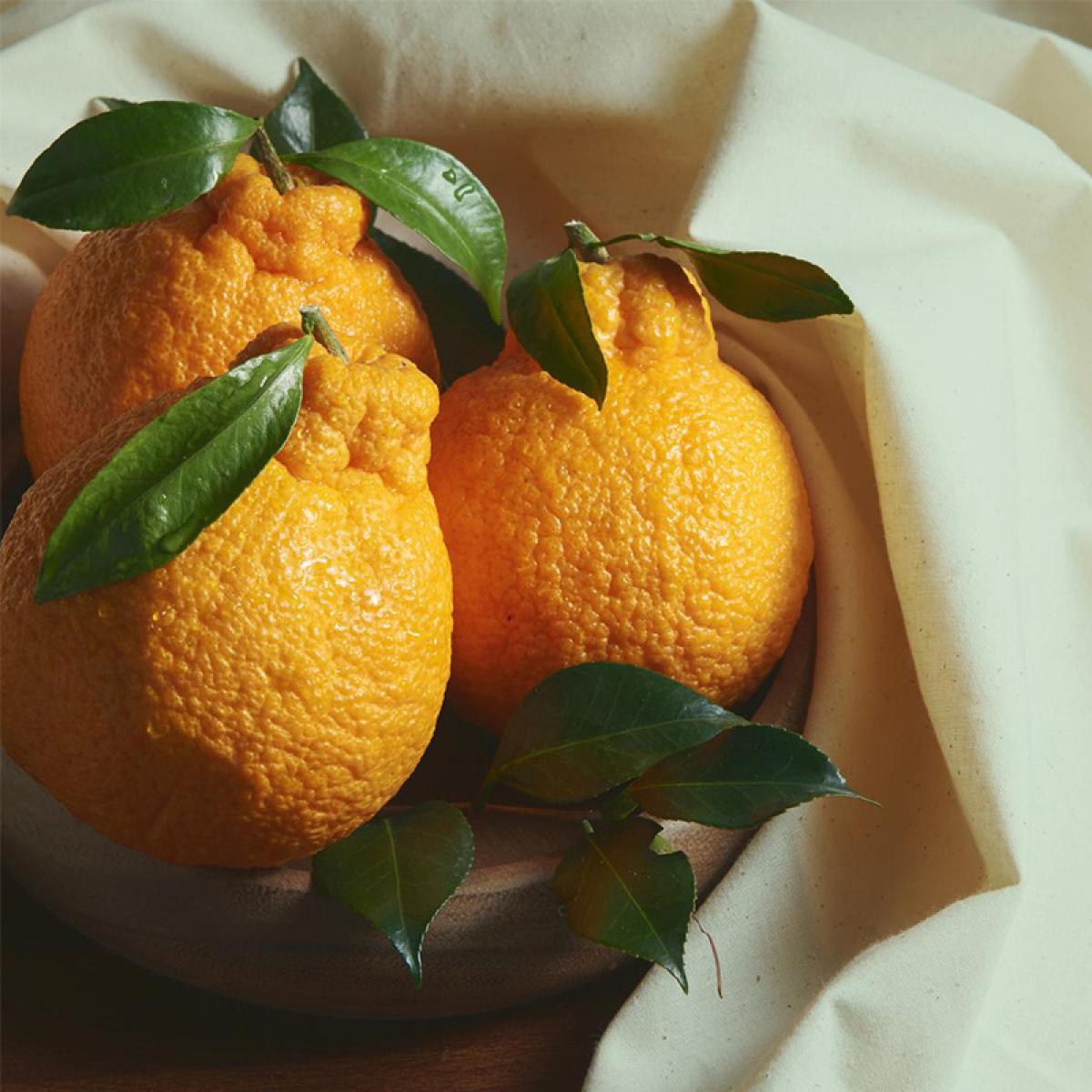 [올바른]고당도 한라봉(12~15brix)