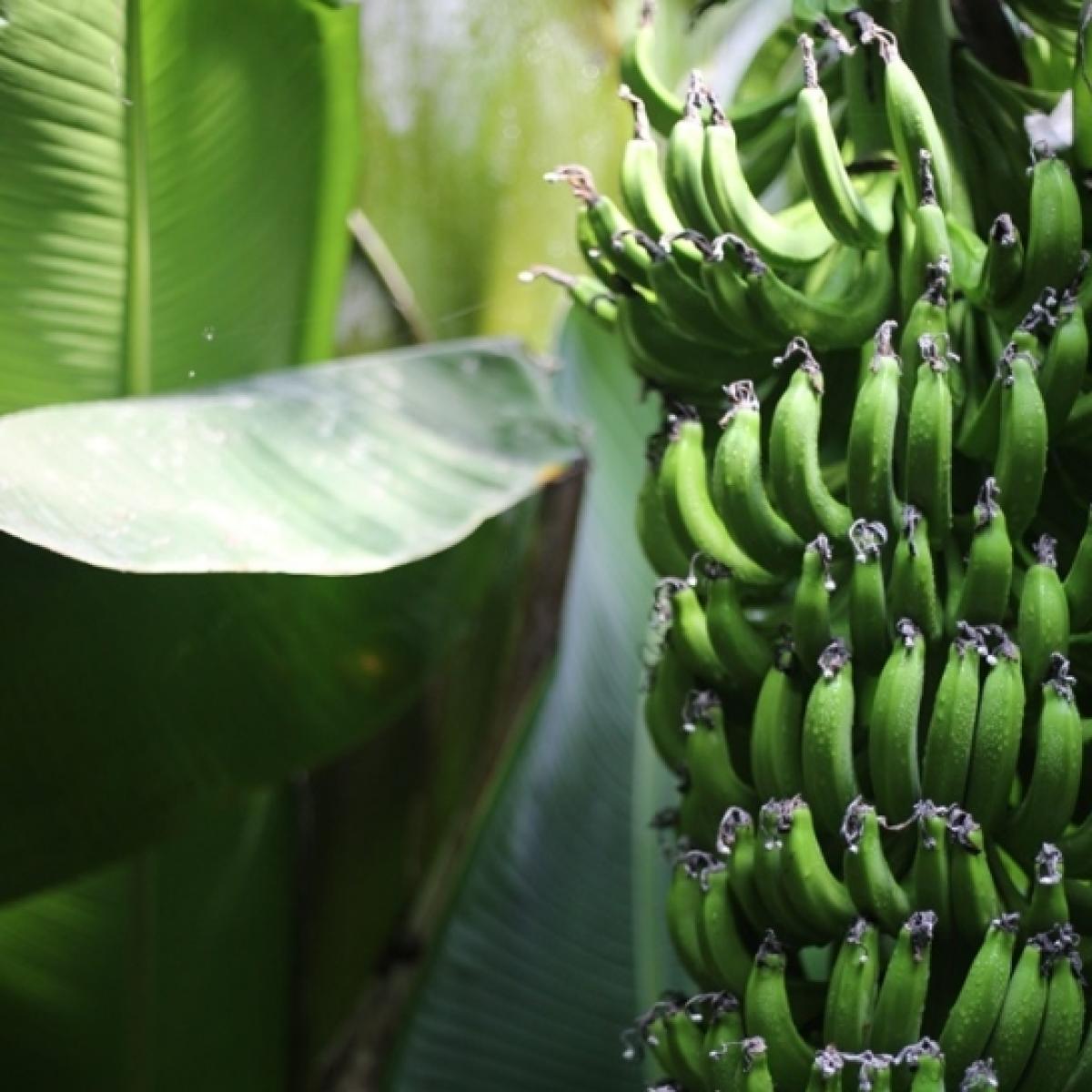 [유진팡]제주산 무농약 초록바나나