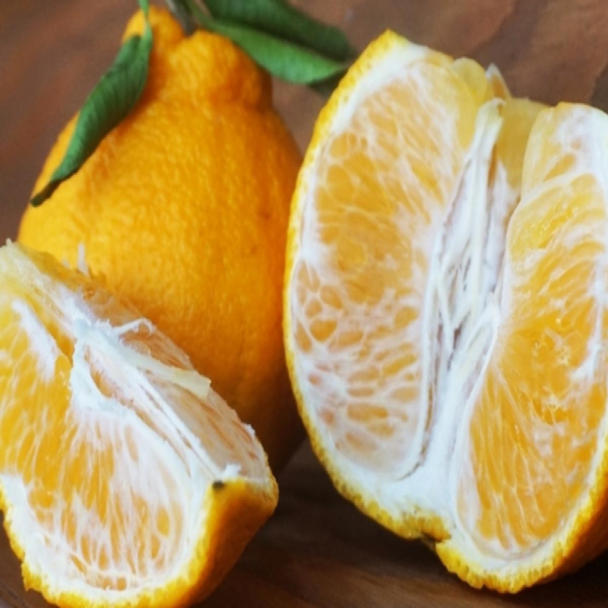 [유진팡] 제주 한라봉 2.5/4.5/9kg 가정용