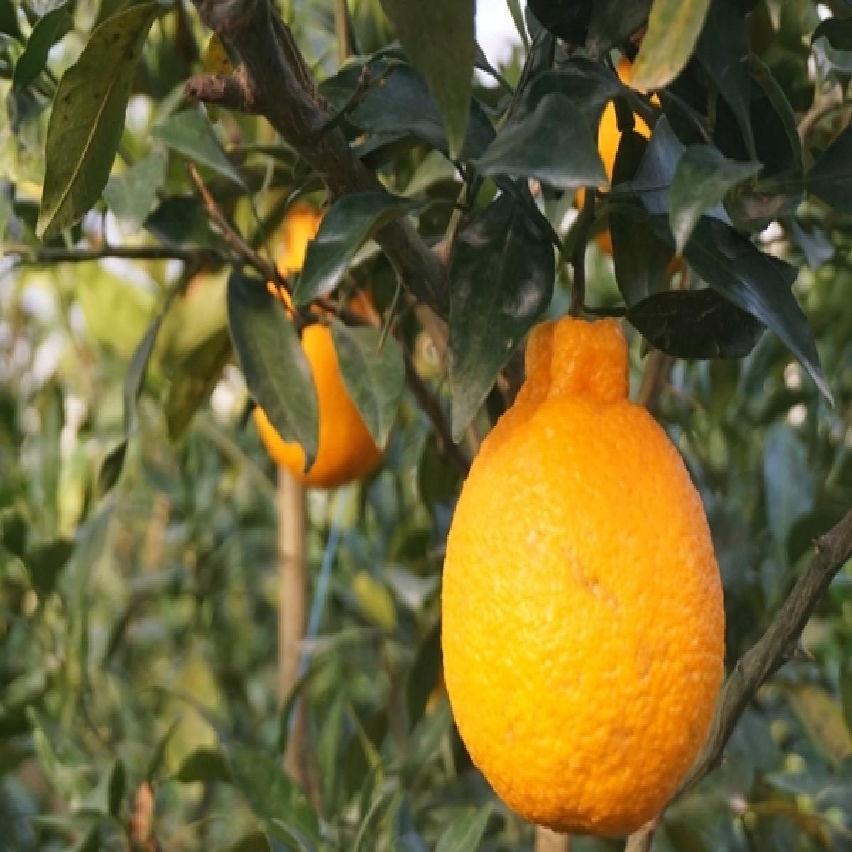 [유진팡] 제주 한라봉 2.5/4.5/9kg 가정용