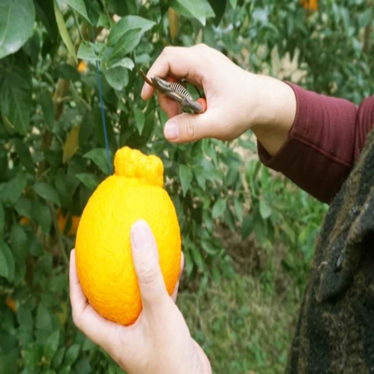 [유진팡] 제주 한라봉 2.5/4.5/9kg 가정용