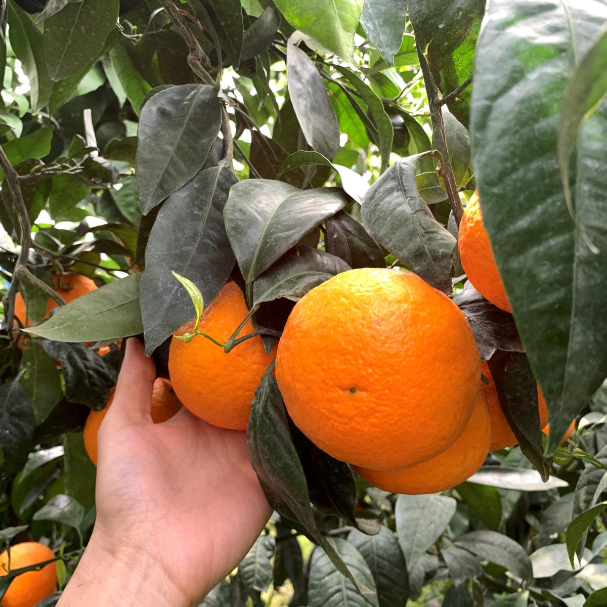 봄에 즐기는 상큼함! 제주 고당도 카라향 산지직송