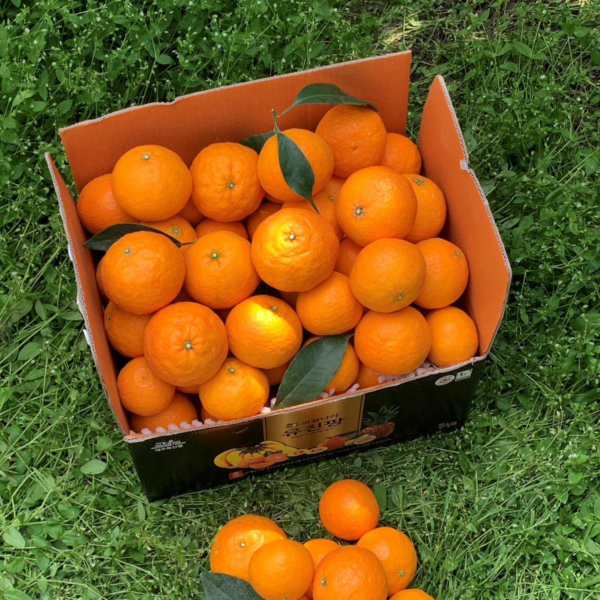 봄에 즐기는 상큼함! 제주 고당도 카라향 산지직송