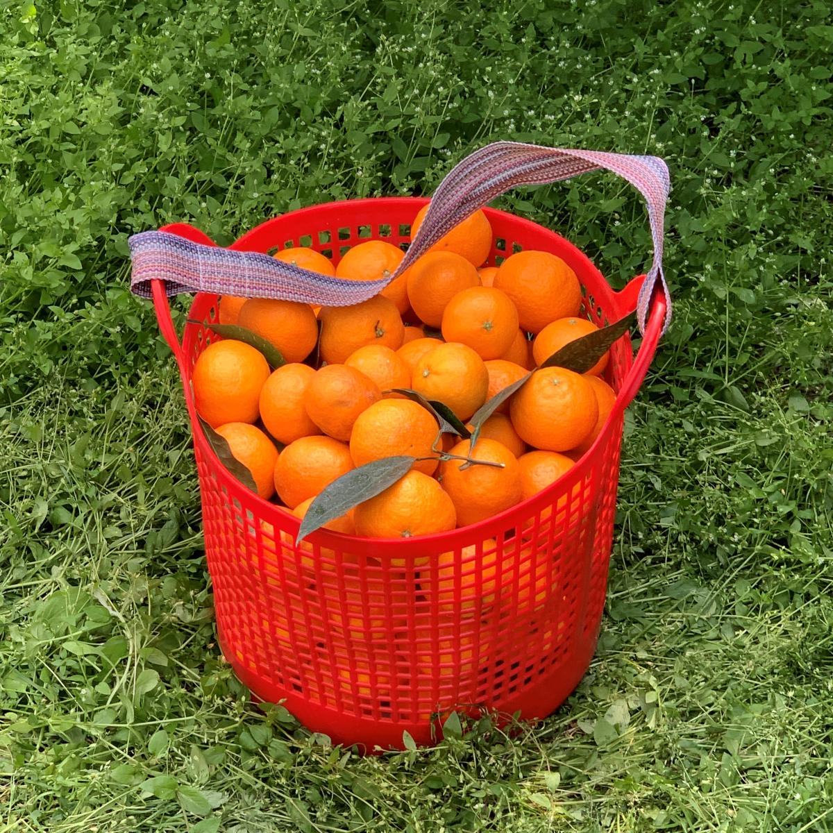 봄에 즐기는 상큼함! 제주 고당도 카라향 산지직송