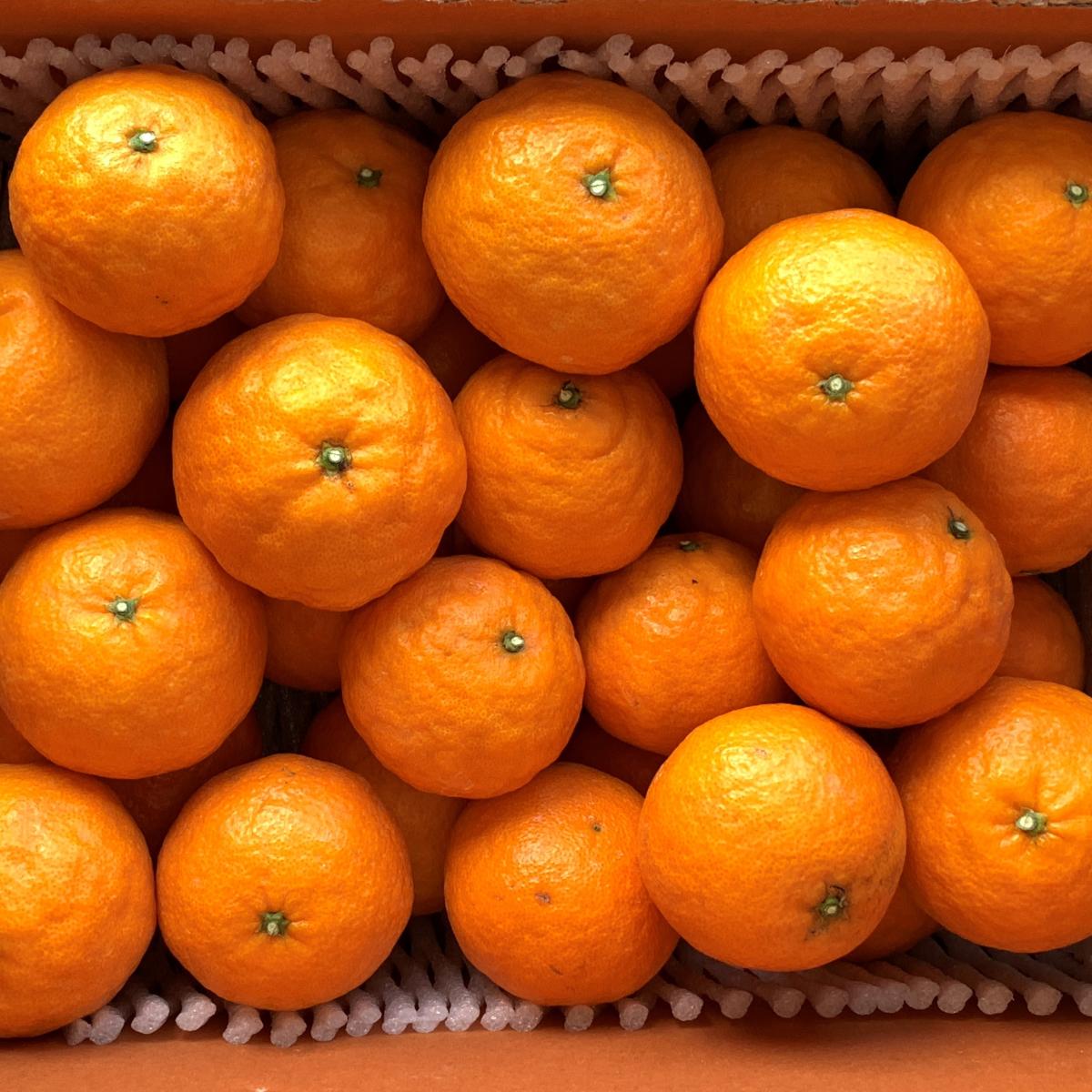 봄에 즐기는 상큼함! 제주 고당도 카라향 산지직송