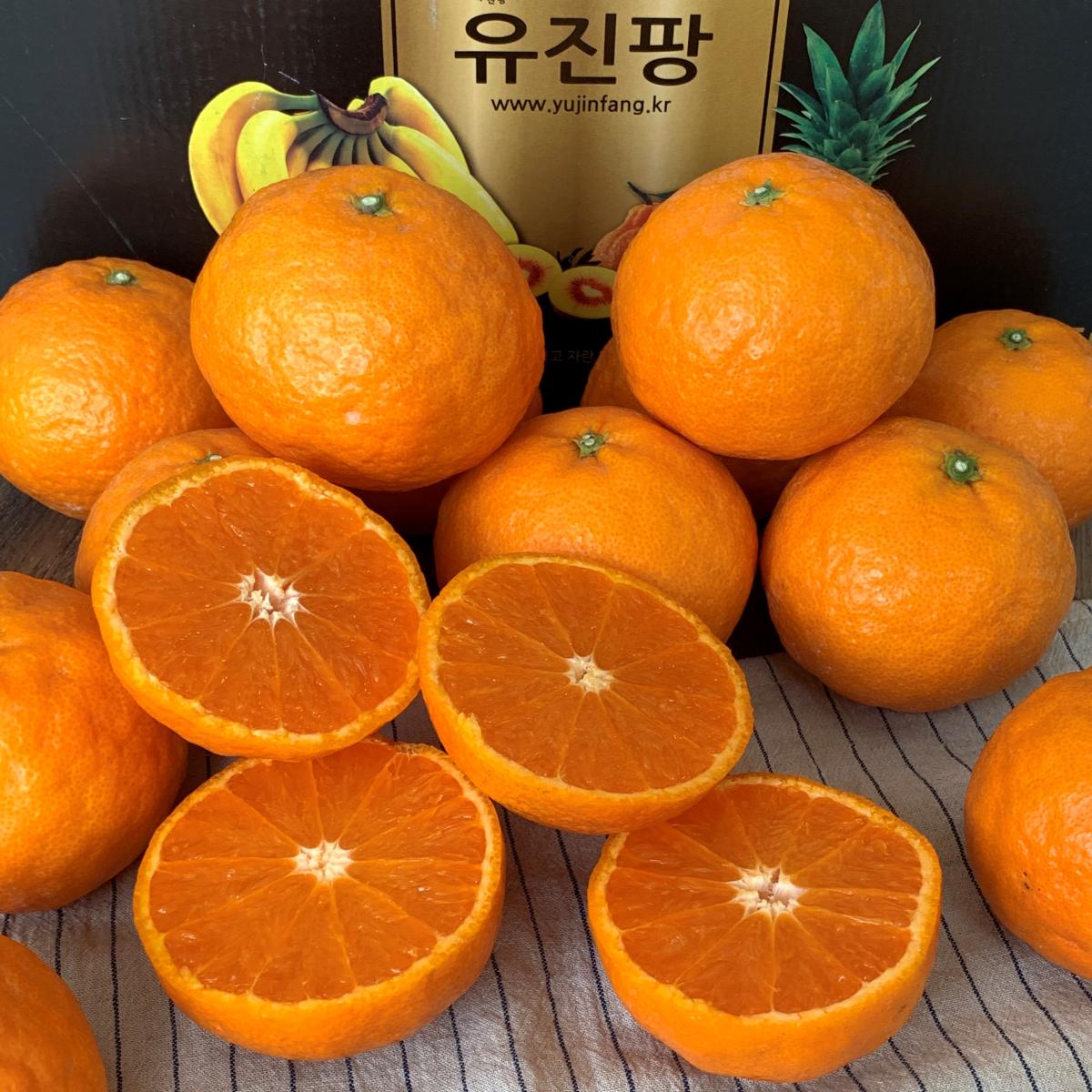 봄에 즐기는 상큼함! 제주 고당도 카라향 산지직송