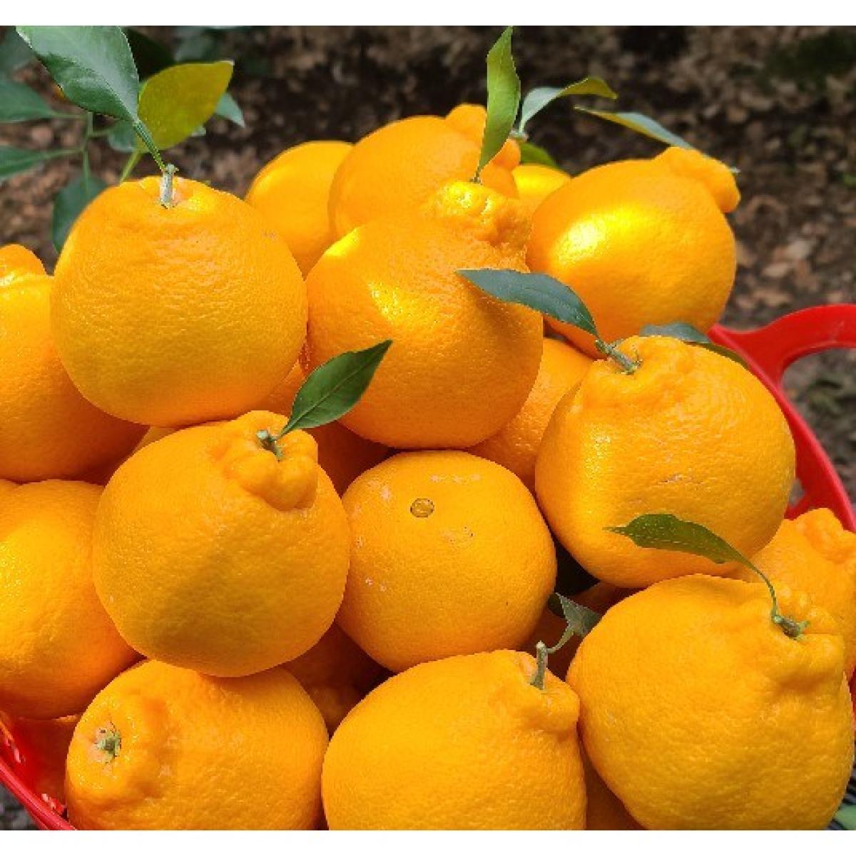 [황금원]강력추천!!진한 단맛이일품인 프리미엄 한라봉