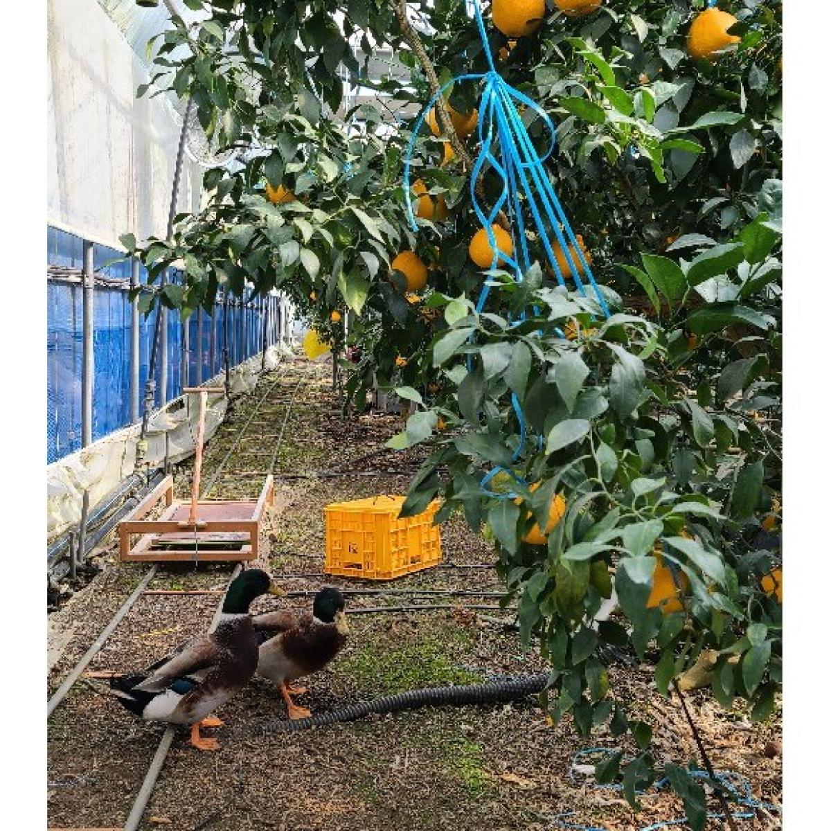 [황금원]강력추천!!진한 단맛이일품인 프리미엄 한라봉