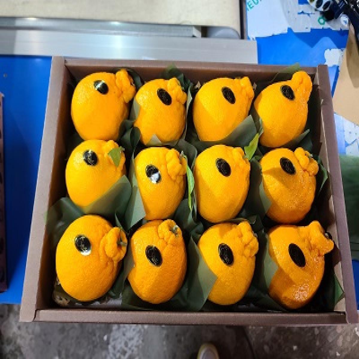 [황금원]강력추천!!진한 단맛이일품인 프리미엄 한라봉