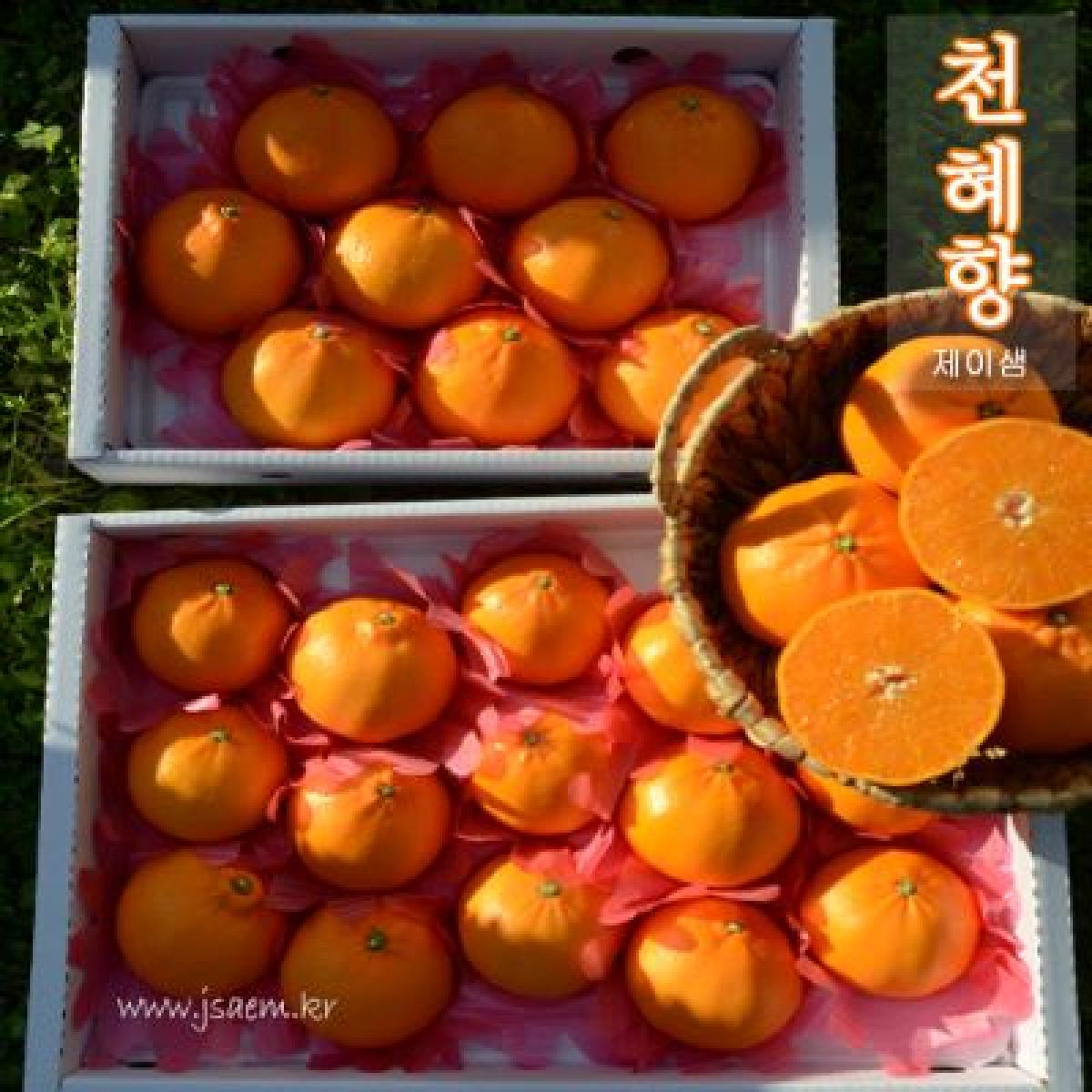 [26년] [2차] 천혜향 [선물용]