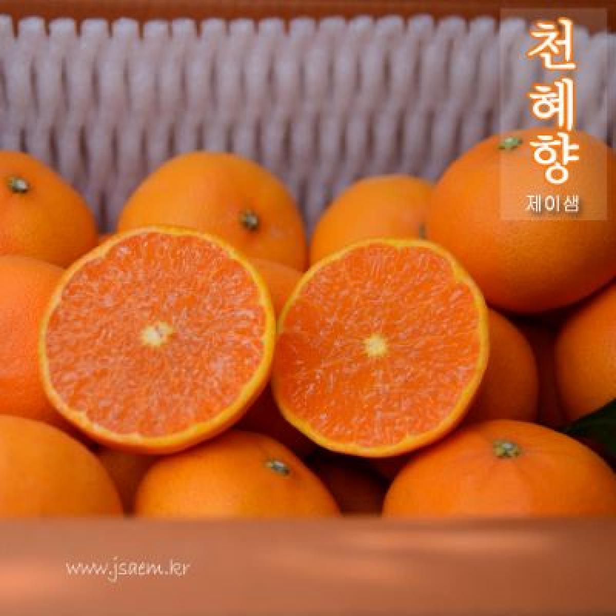 [26년] [2차] 천혜향 [실속형]