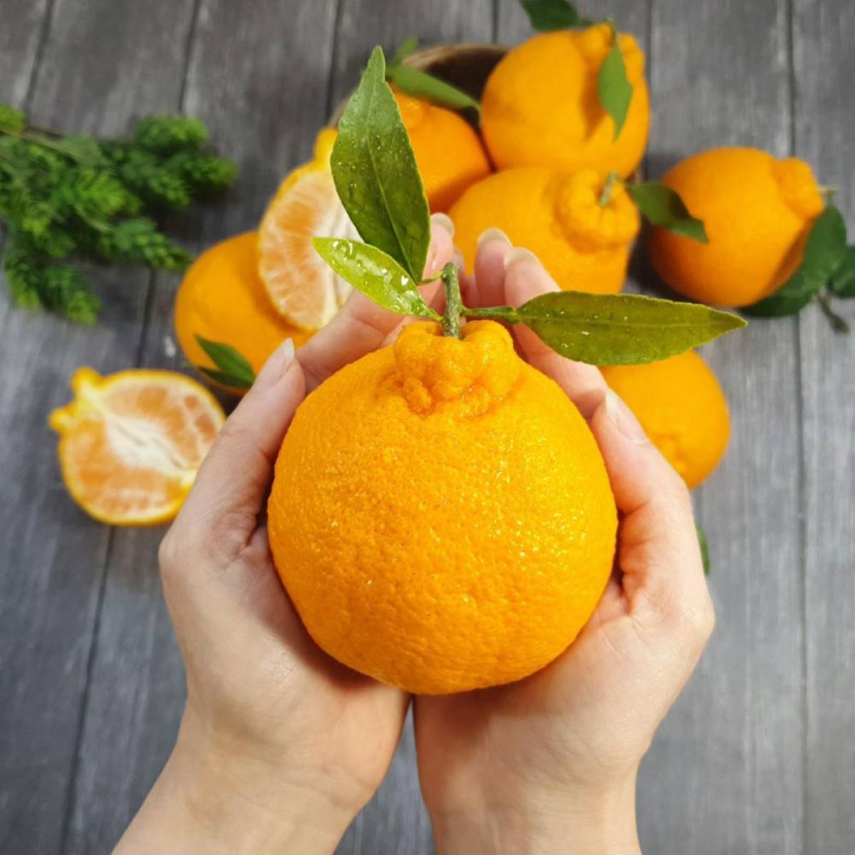 [제주] 과즙팡팡 한라봉 2,3,5,10kg [혼합과]