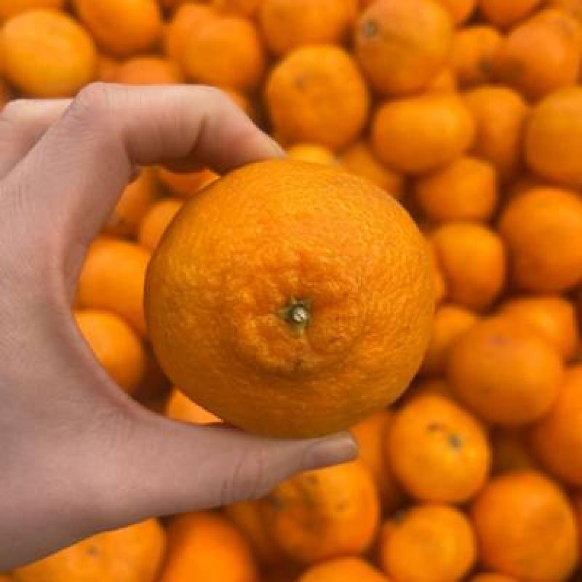 [제주] 과즙팡팡 한라봉 2,3,5,10kg [혼합과]