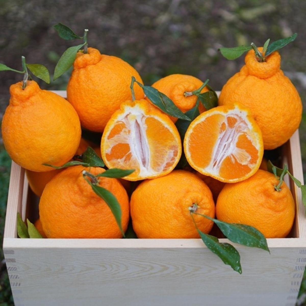 [제주] 과즙팡팡 한라봉 2,3,5,10kg [혼합과]