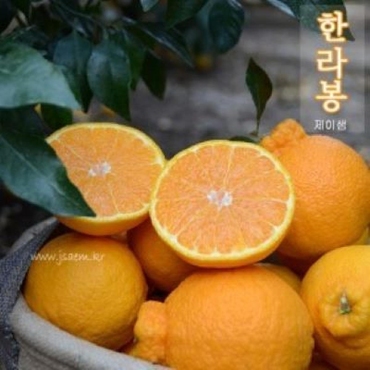 [26년] 특가 한라봉 [혼합크기]