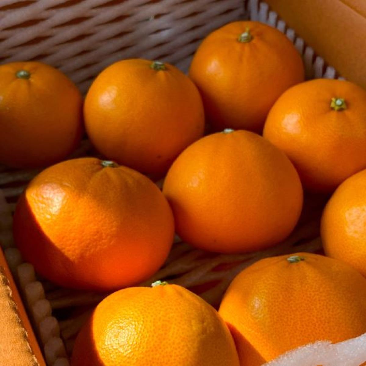 제주 꿀당도 천혜향 선물용 산지직송 유진팡