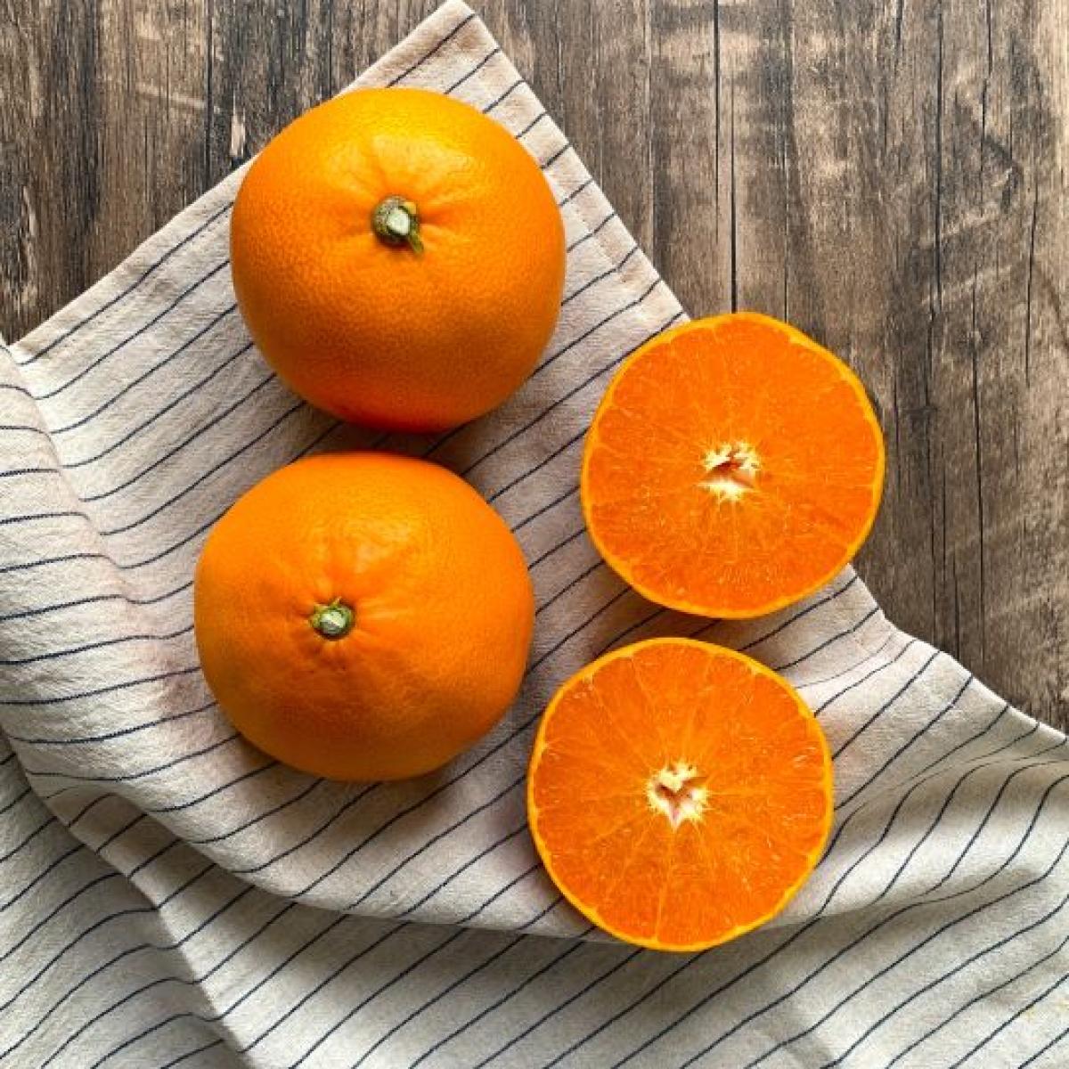 제주 꿀당도 천혜향 선물용 산지직송 유진팡