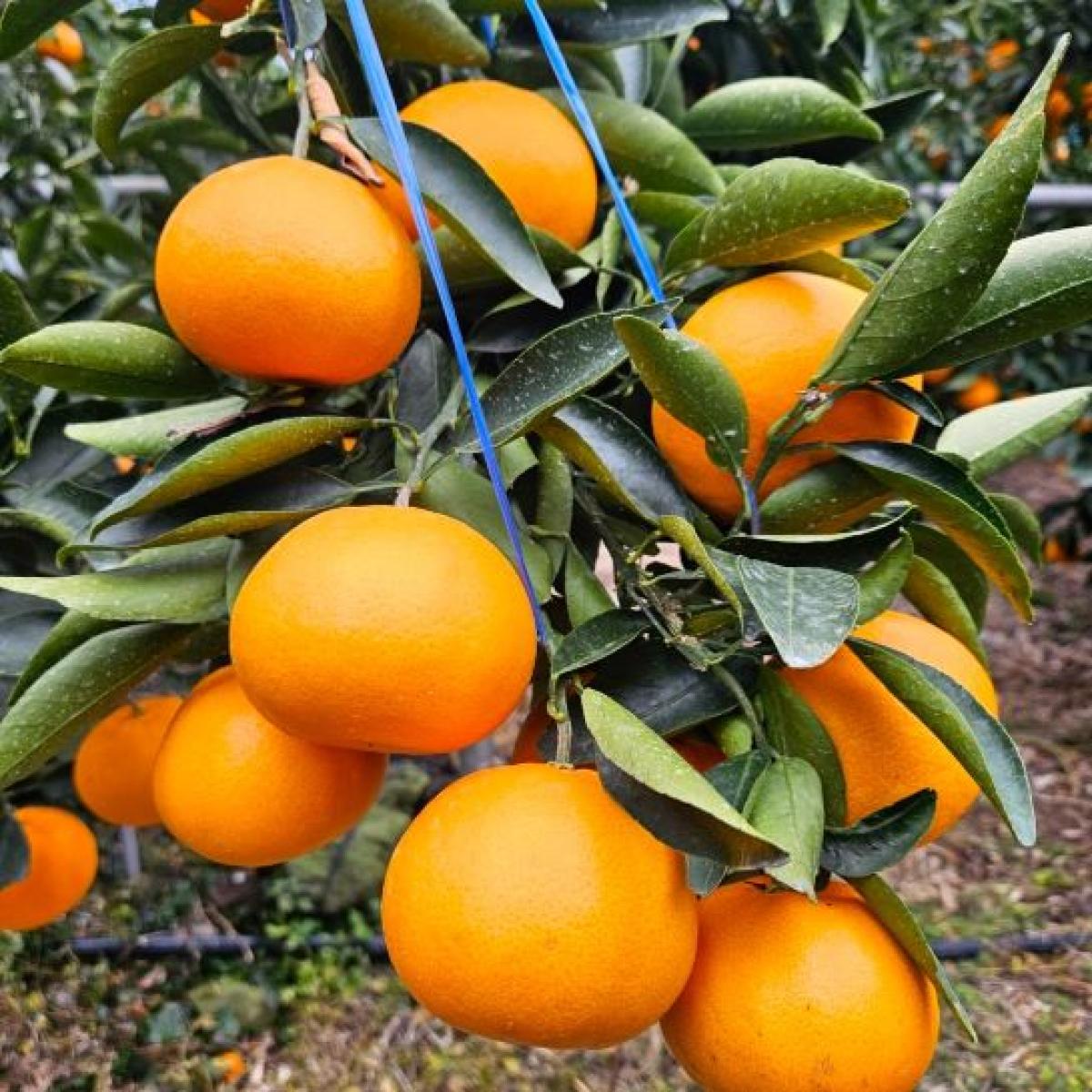 제주 꿀당도 천혜향 선물용 산지직송 유진팡