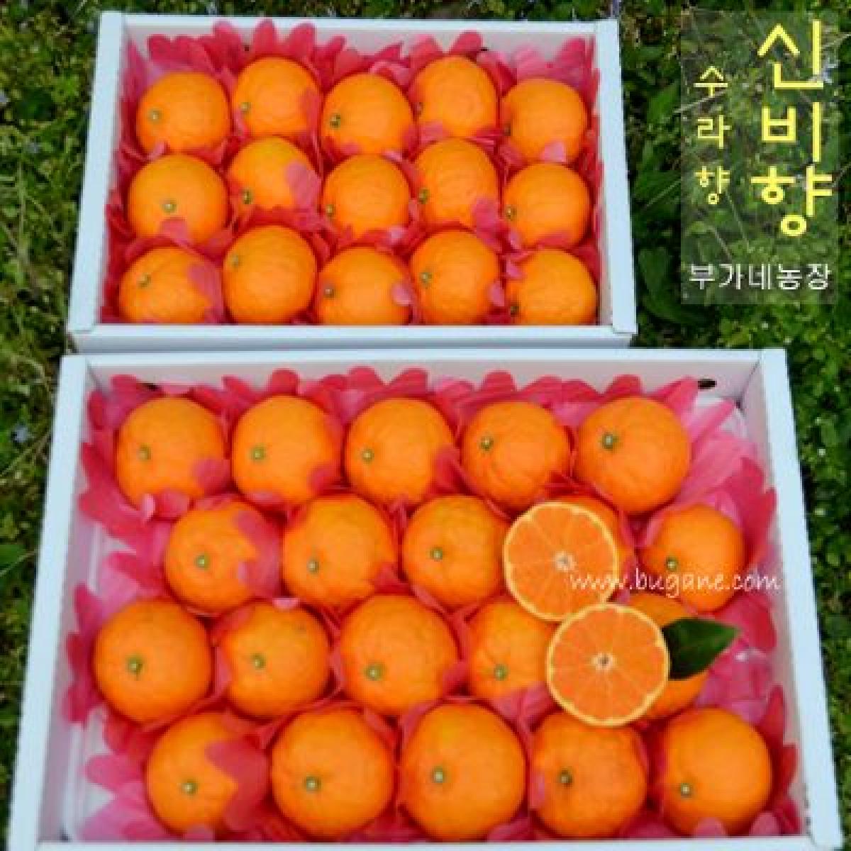 신비향 (수라향) [선물용]