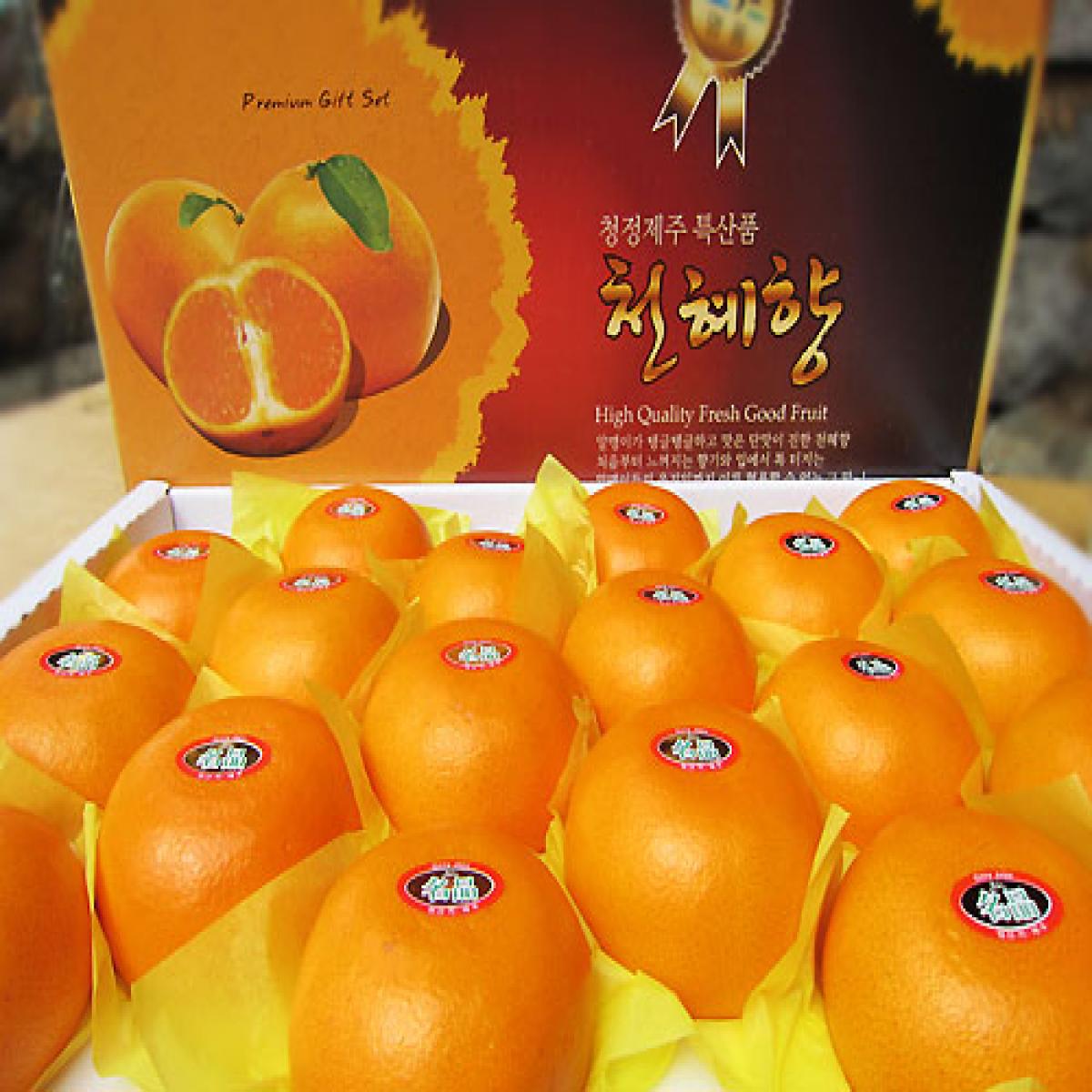 [최남단농장]가뫼물 천혜향 선물용 가정용 실속형