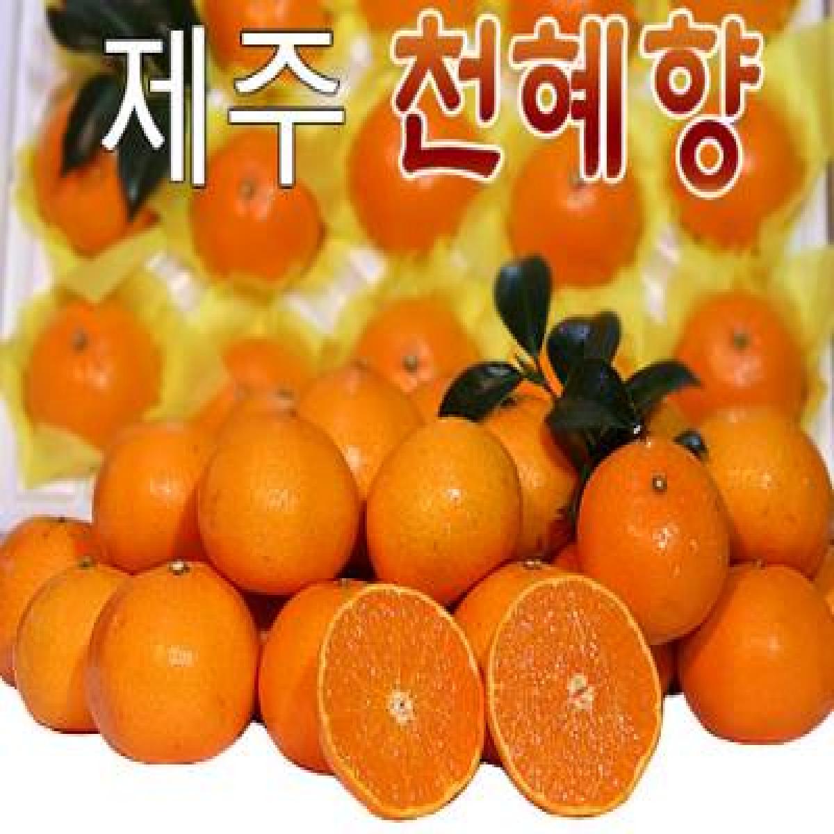 [최남단농장]가뫼물 천혜향 선물용 가정용 실속형