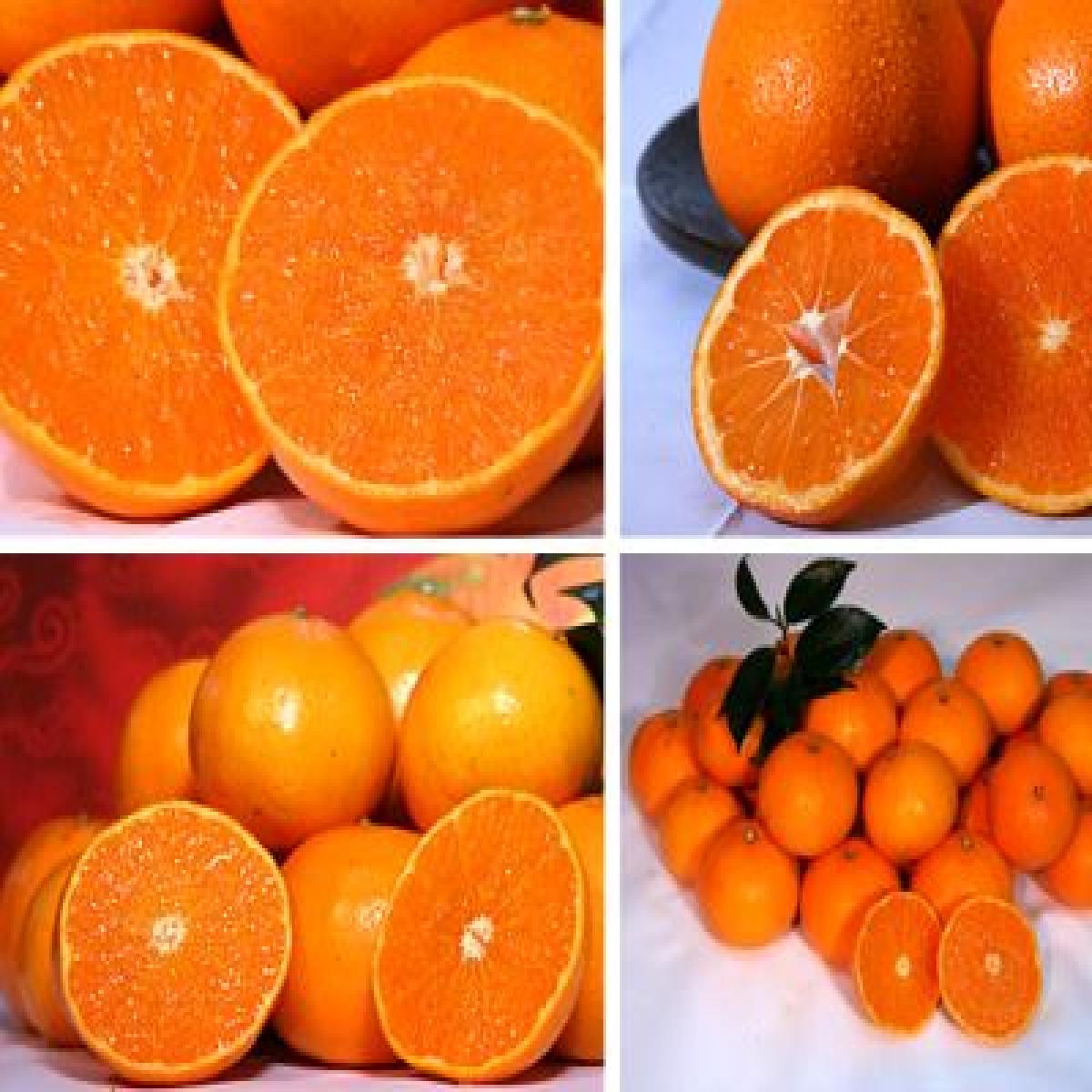 [최남단농장]가뫼물 천혜향 선물용 가정용 실속형