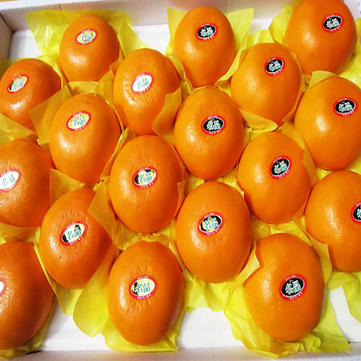 [최남단농장]가뫼물 천혜향 선물용 가정용 실속형