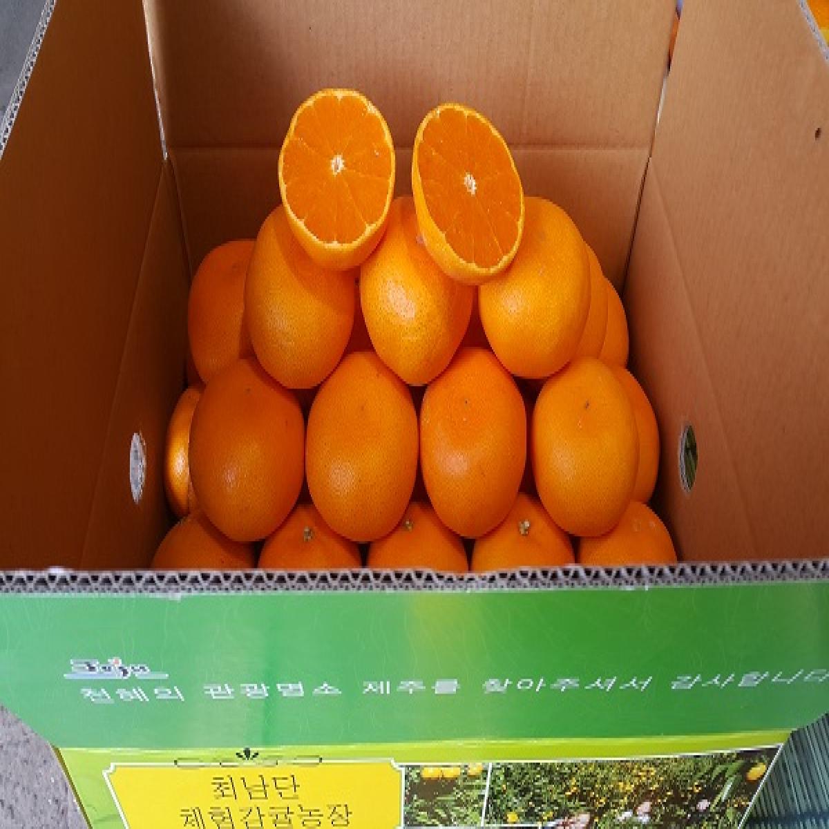 [최남단농장]가뫼물 천혜향 선물용 가정용 실속형