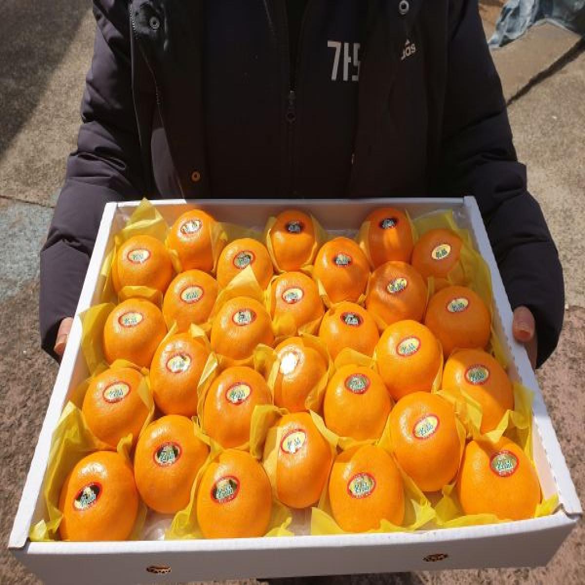 [최남단농장]가뫼물 천혜향 선물용 가정용 실속형