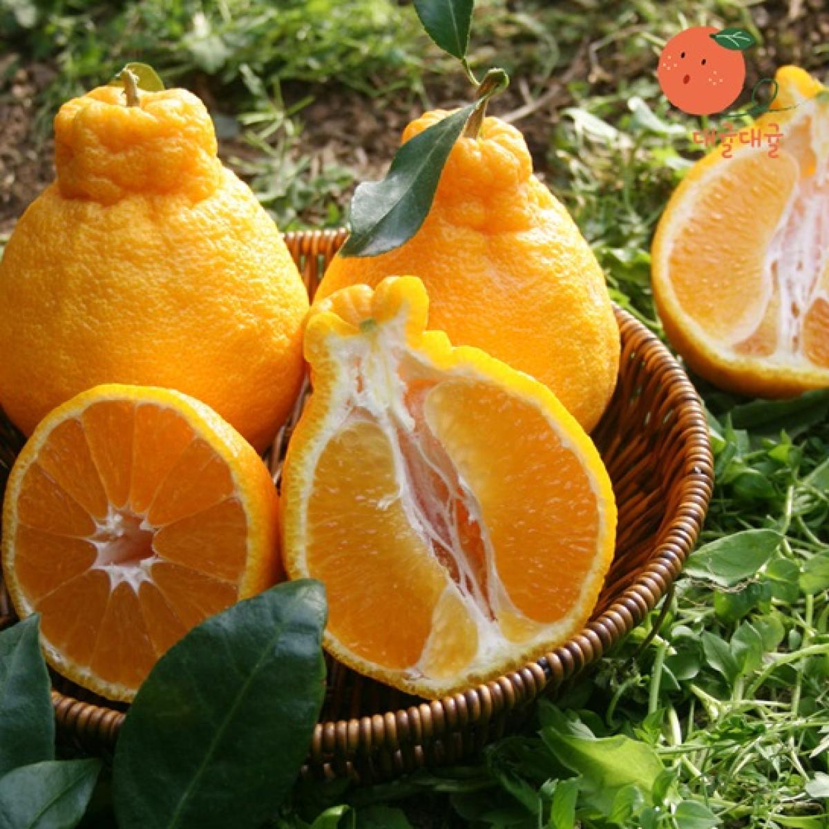 [대귤대귤] 프리미엄 한라봉 선물세트