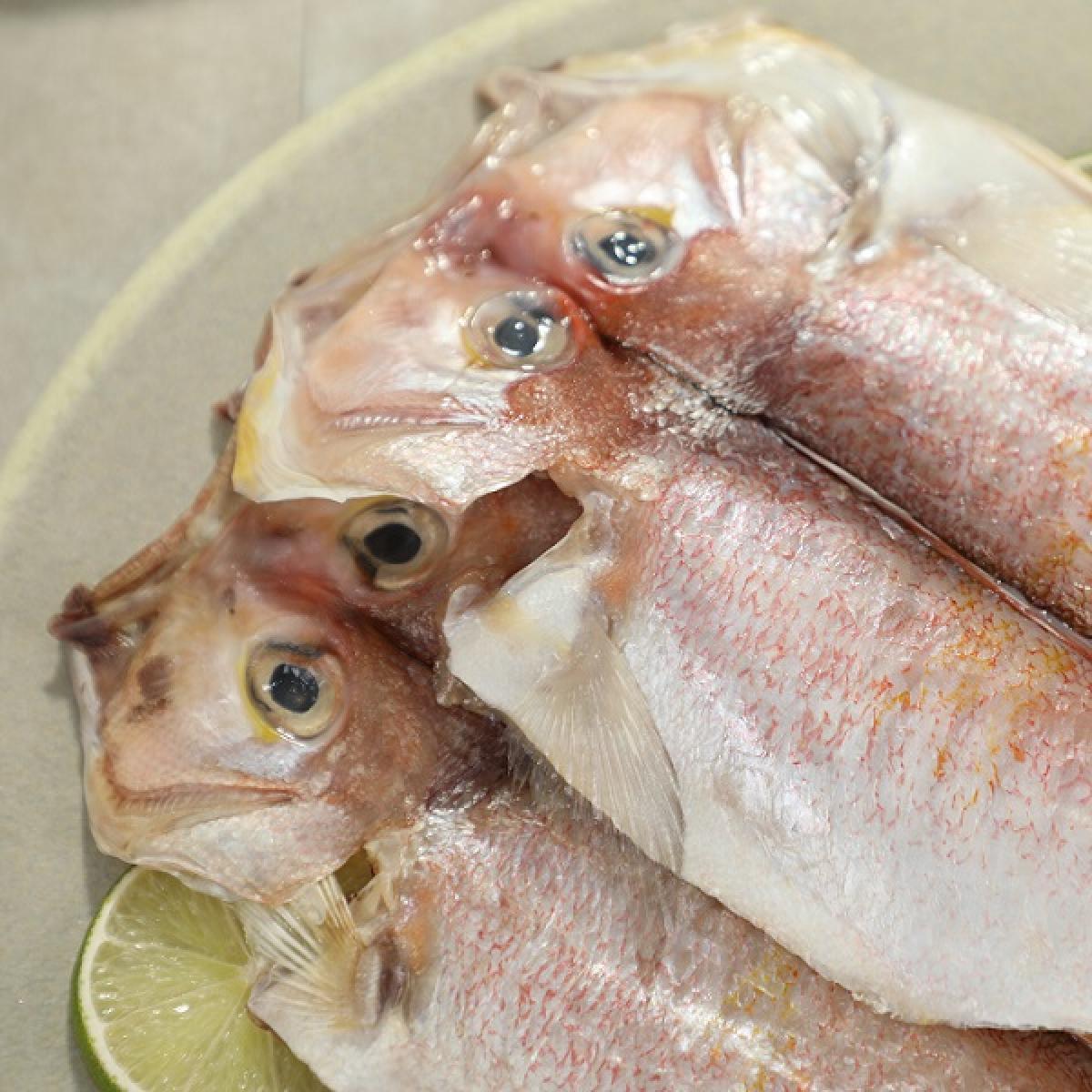 신어가 5호 제주참옥돔 선물세트