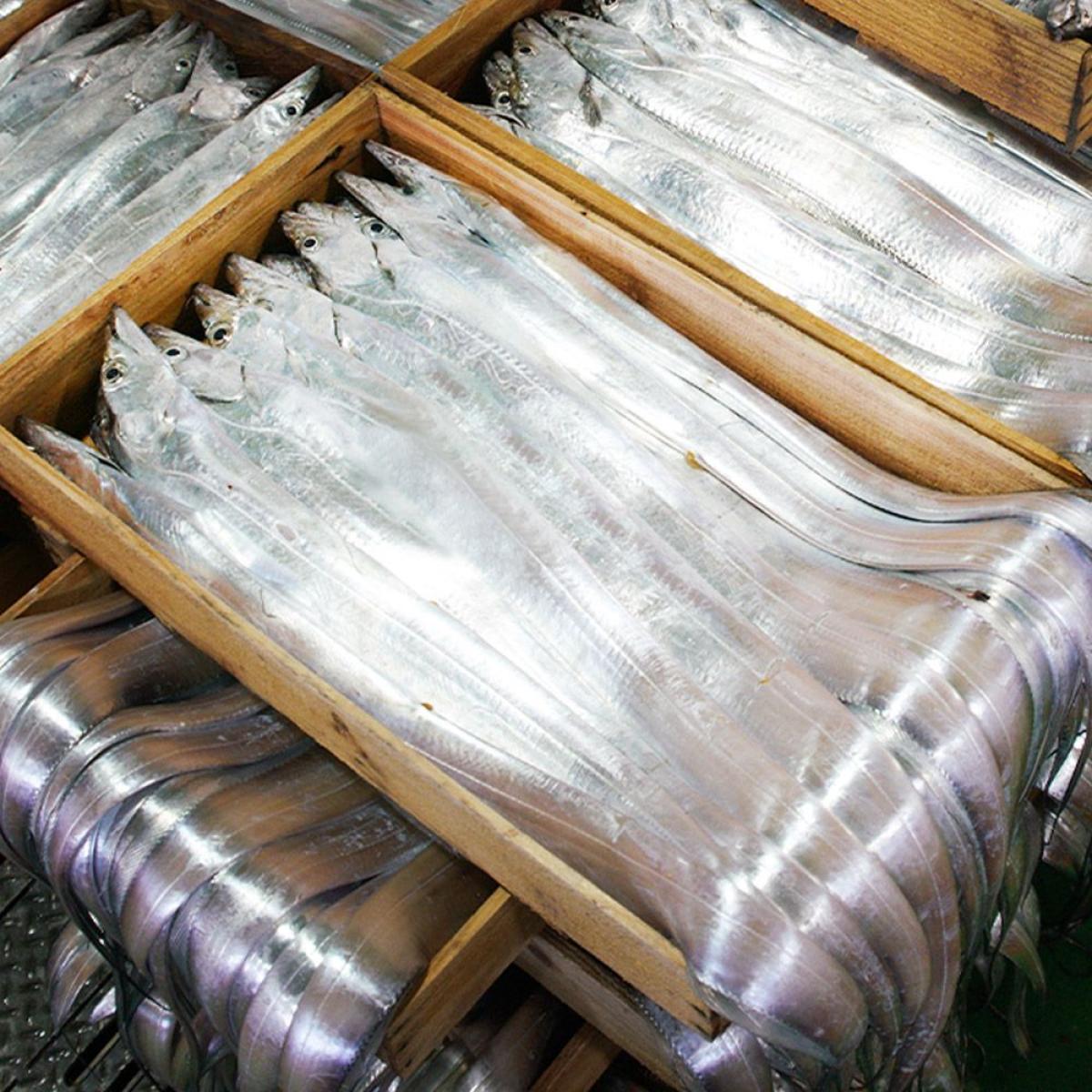 청룡수산 제주 토막 은갈치 150g(3토막)X8팩 외