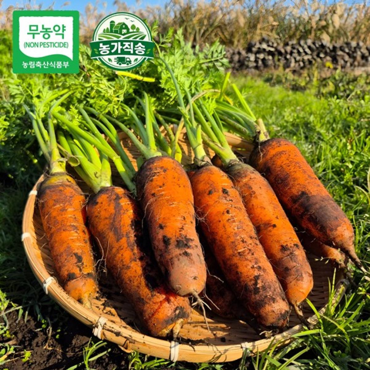 제주 제철 무농약 못난 당근 농가직송 10kg·20kg