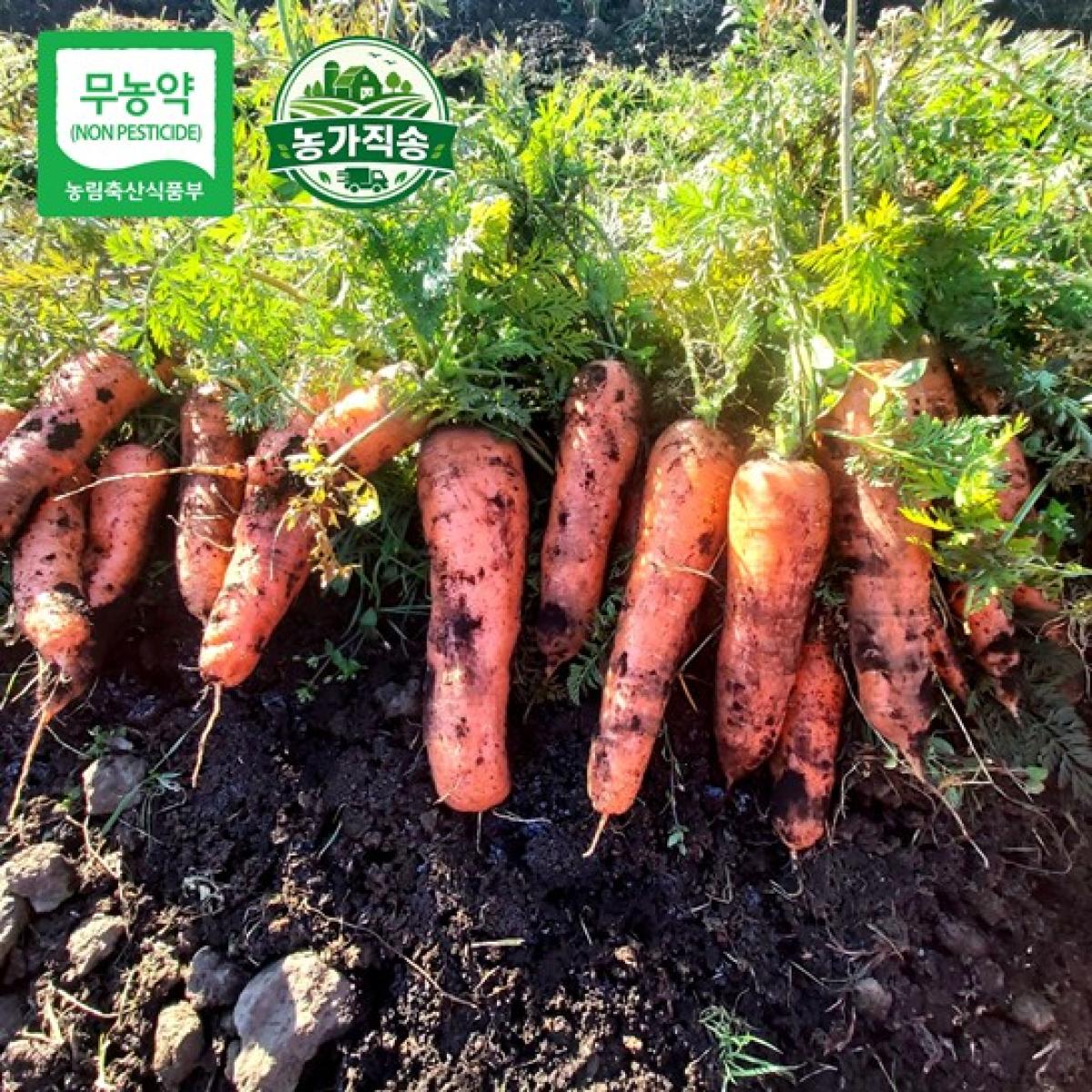 제주 제철 무농약 못난 당근 농가직송 10kg·20kg