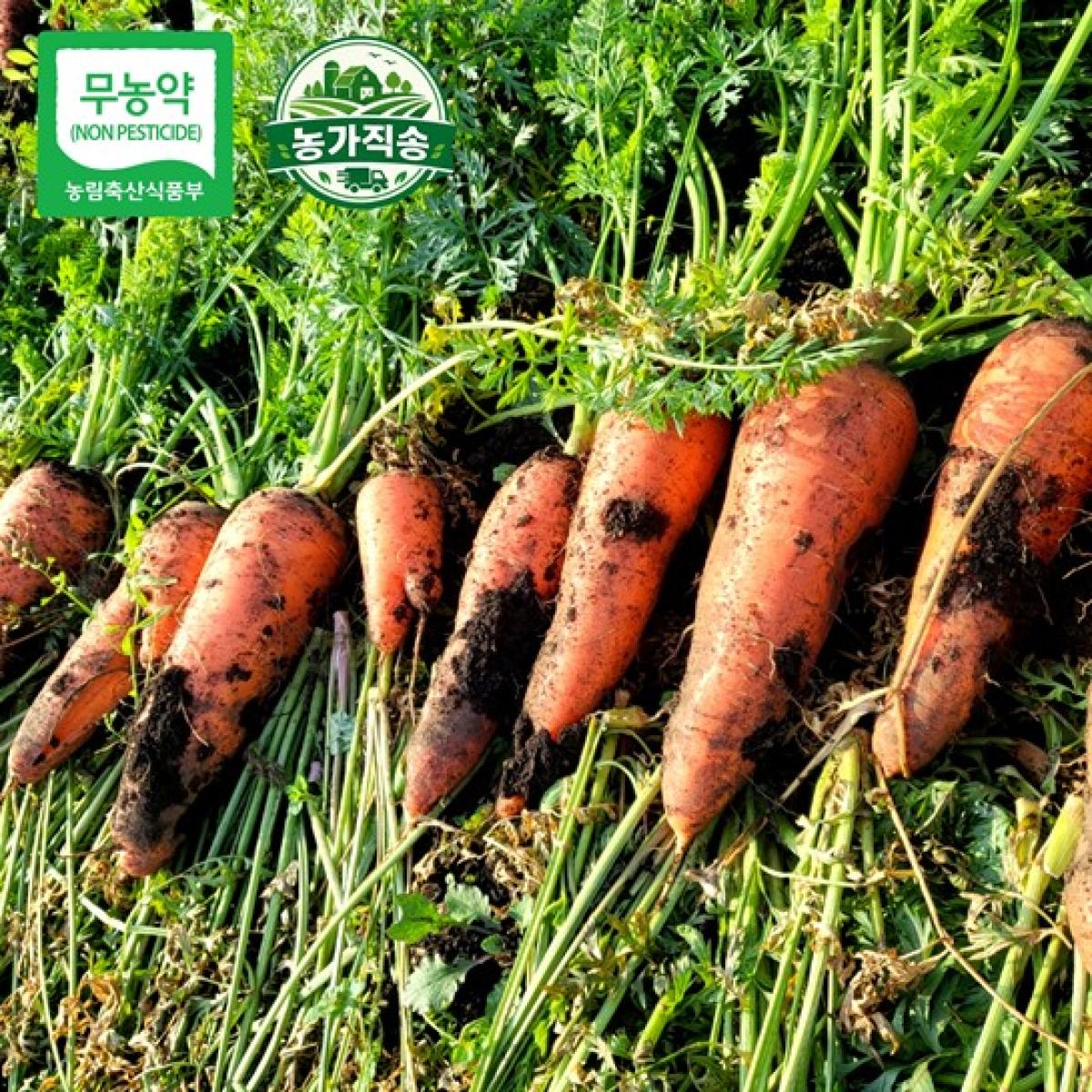 제주 제철 무농약 못난 당근 농가직송 10kg·20kg
