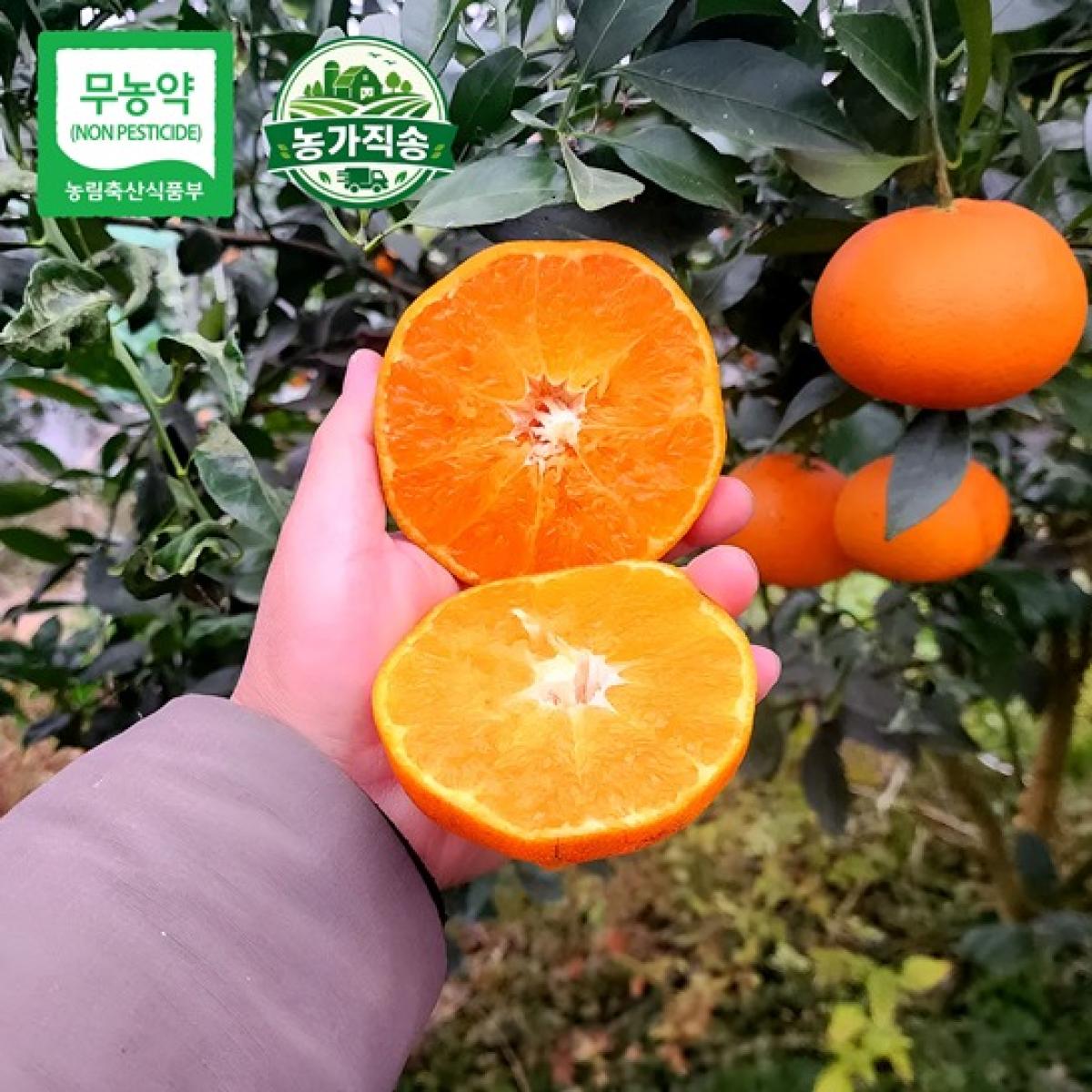 제주 무농약 고당도 꼬마 레드향 2.5kg·4.5kg