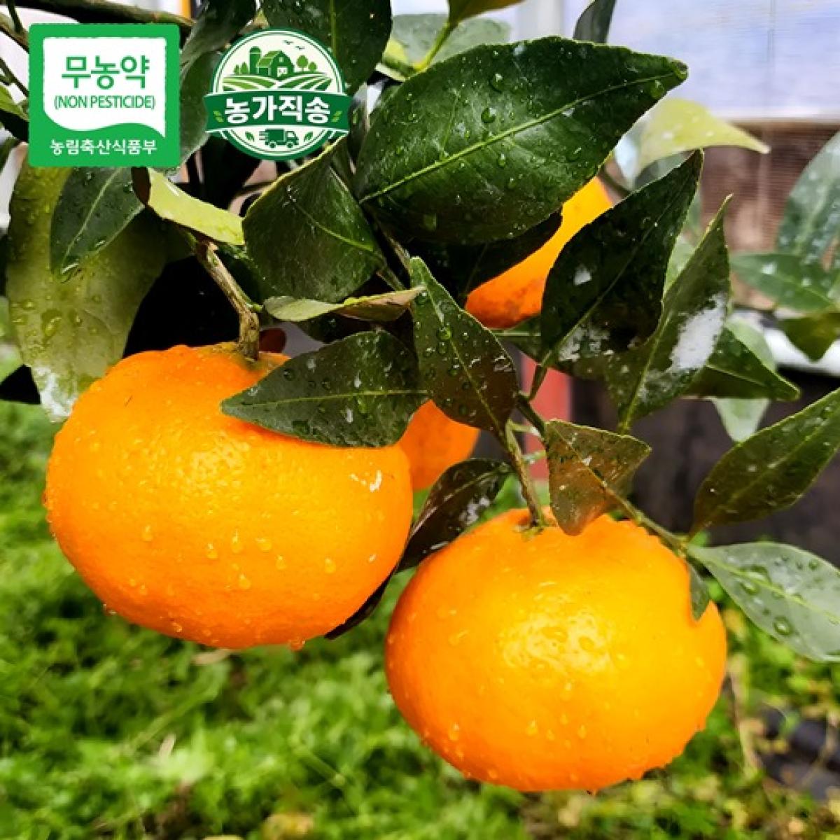 제주 무농약 고당도 꼬마 레드향 2.5kg·4.5kg