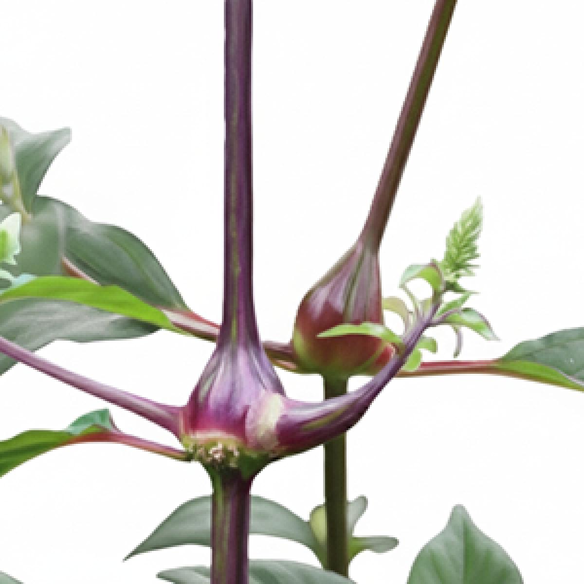 팔팔우슬진액 100ml x 60포